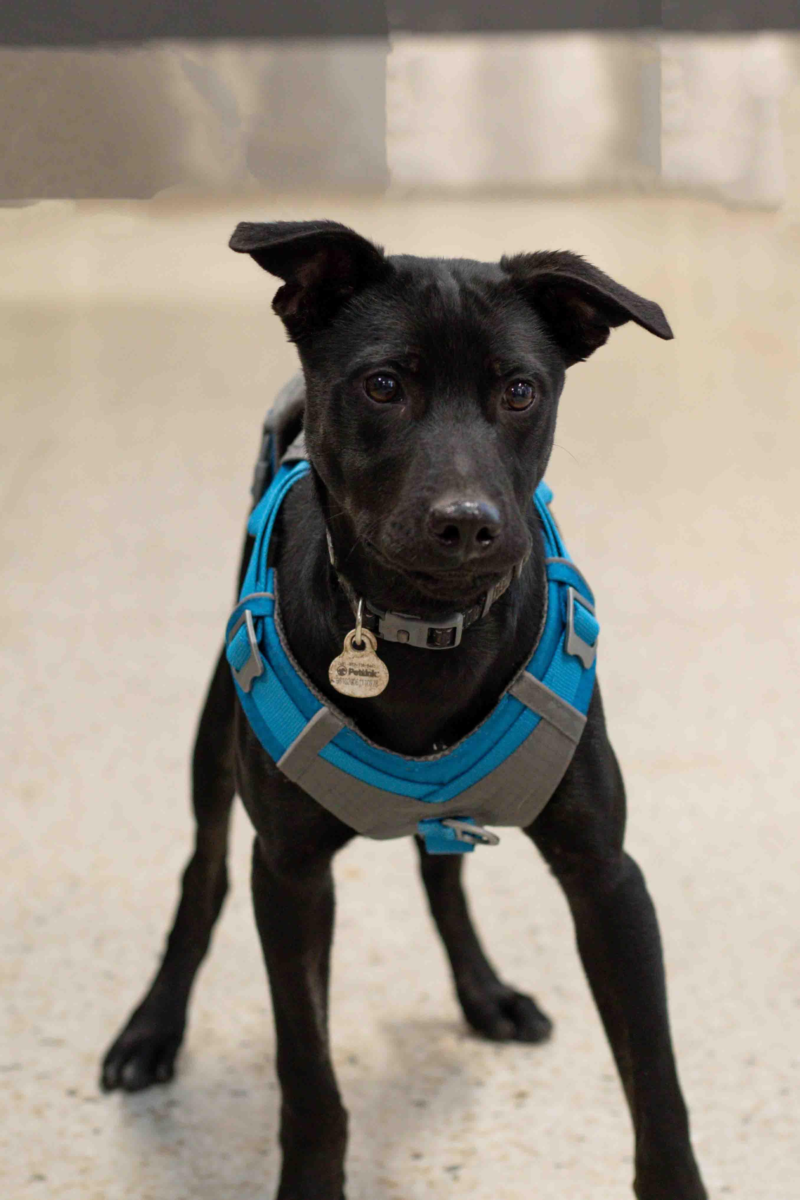 Fred, a Adoptable mixed breed in Farmington, MN image 6/6