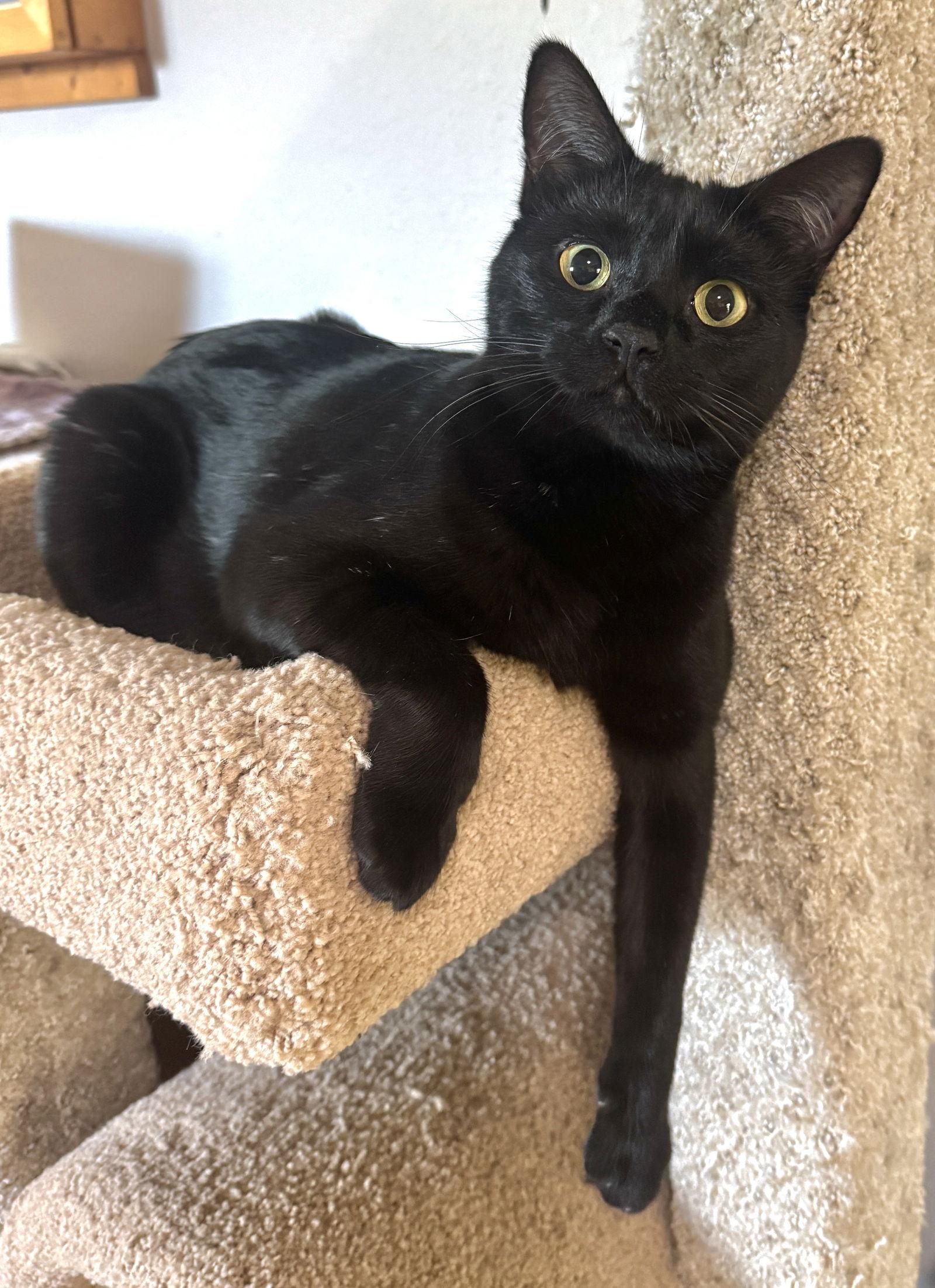 Kali, Adoptable, Young Female Bombay & Domestic Short Hair.
