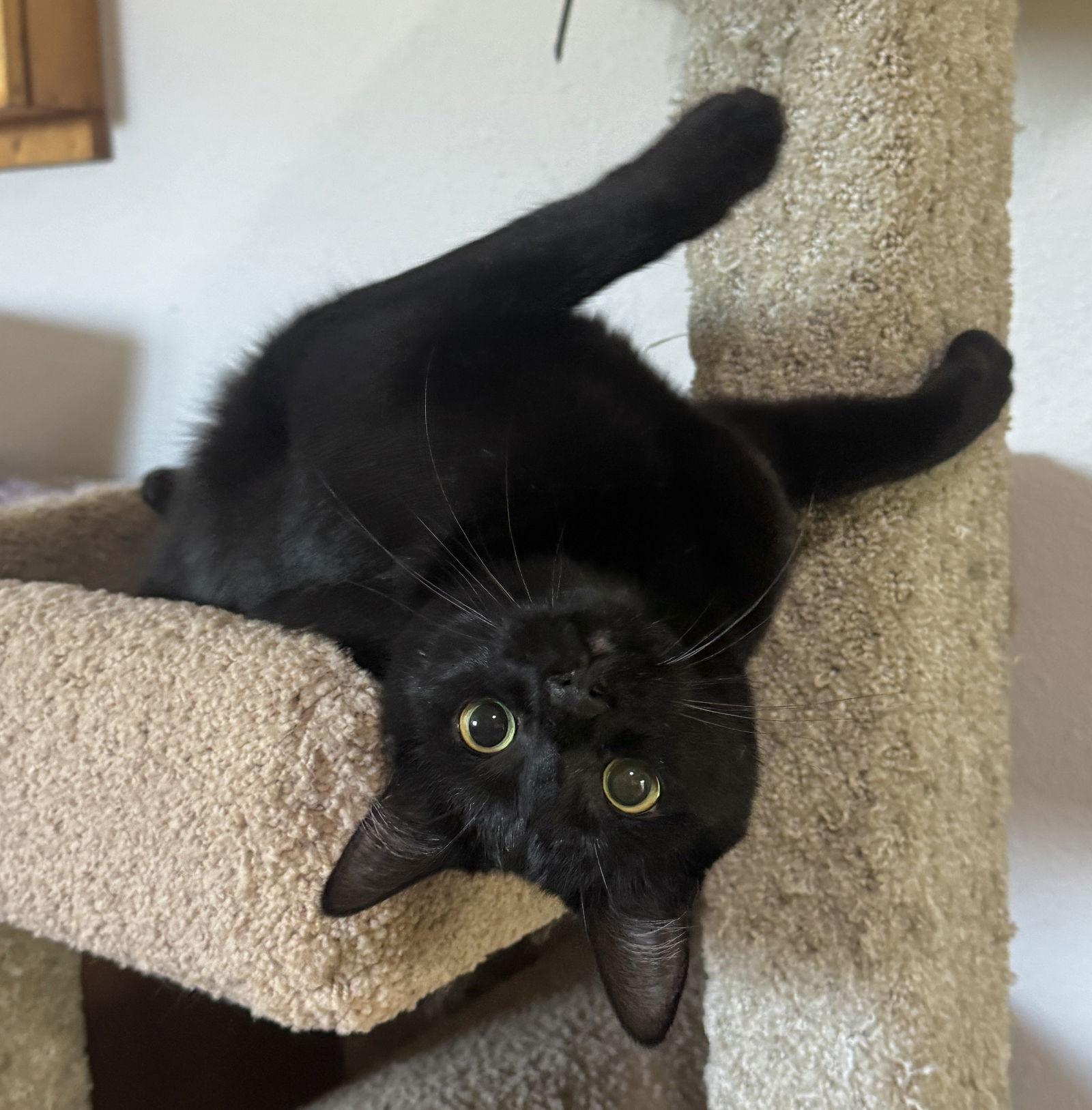 Kali, a Adoptable mixed breed in San Luis Obispo, CA image 2/2