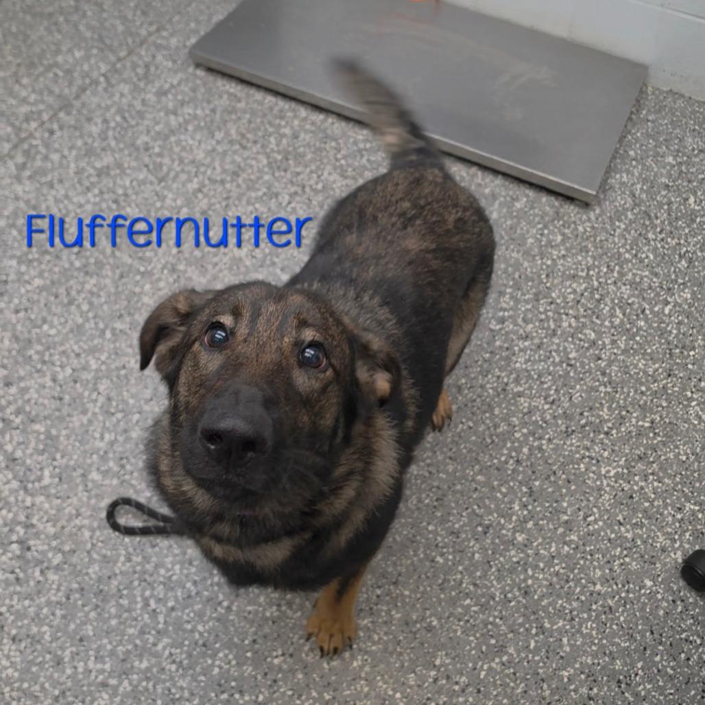 Fluffernutter, Adoptable, Young Female German Shepherd Dog.