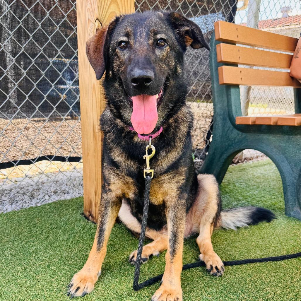 Enlarge Fluffernutter, a Adoptable German Shepherd Dog in Parkersburg, WV image 2/2