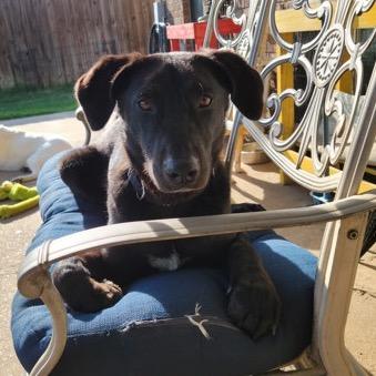 Bear, Adoptable, Adult Male Mixed Breed.