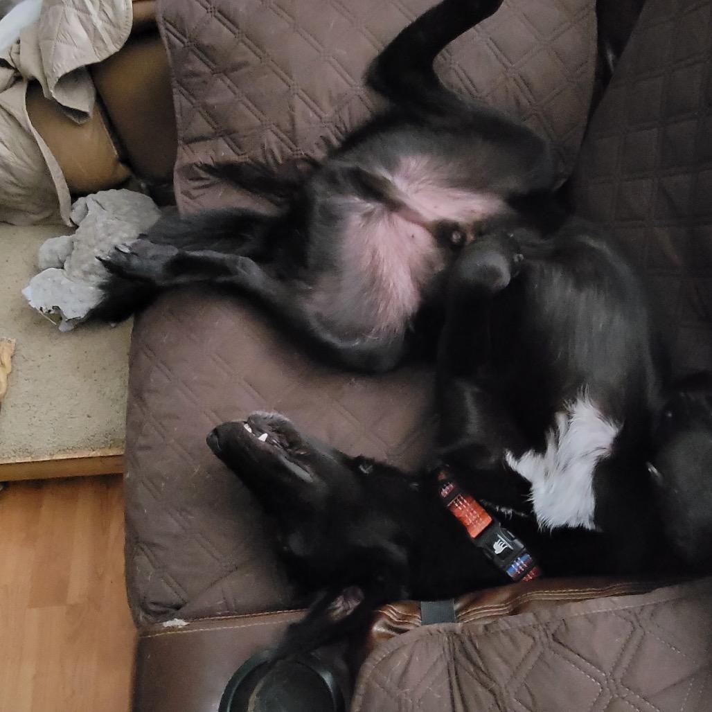 Bear, a Adoptable Mixed Breed in Oxford, ME image 2/4