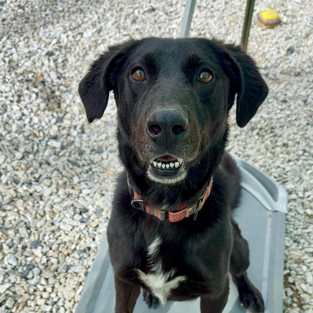 Enlarge Bear, a Adoptable Mixed Breed in Oxford, ME image 4/4