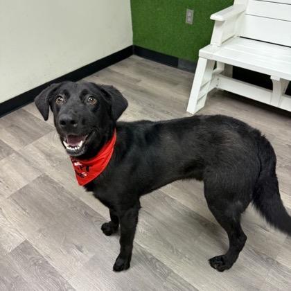 Bear, a Adoptable Mixed Breed in Oxford, ME image 4/4