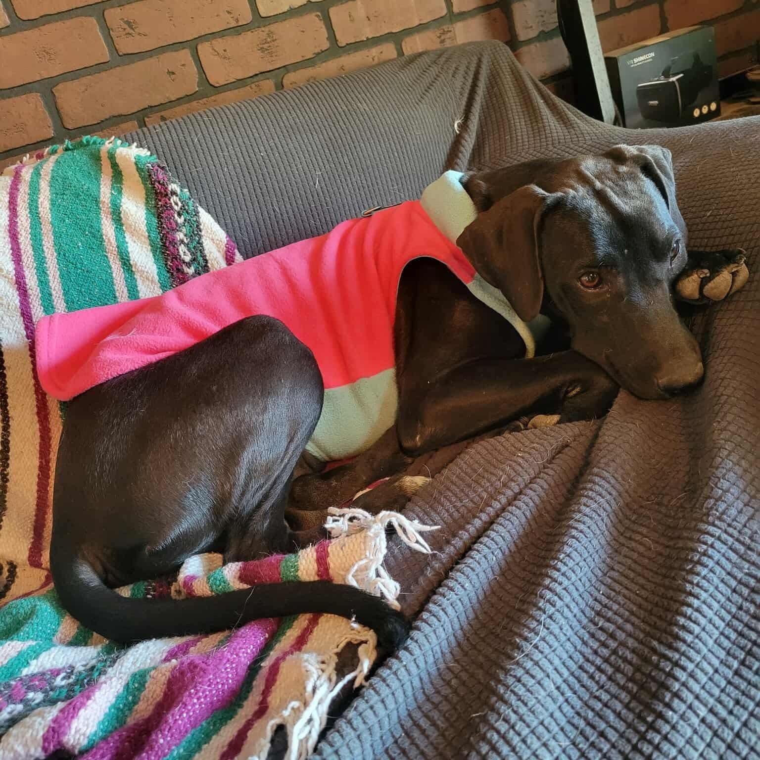 Enlarge Junie, a Adoptable mixed breed in Baltimore, MD image 5/6