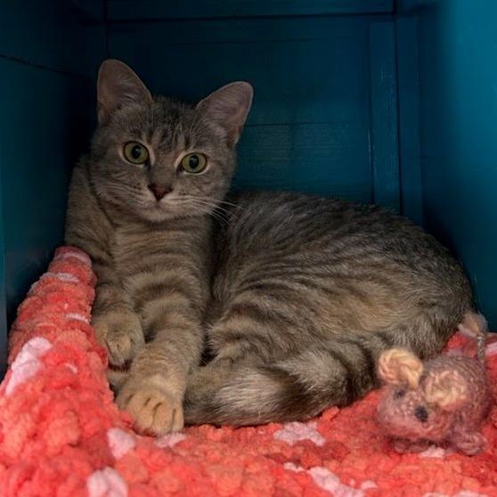 Angora, Adoptable, Adult Female Domestic Short Hair.