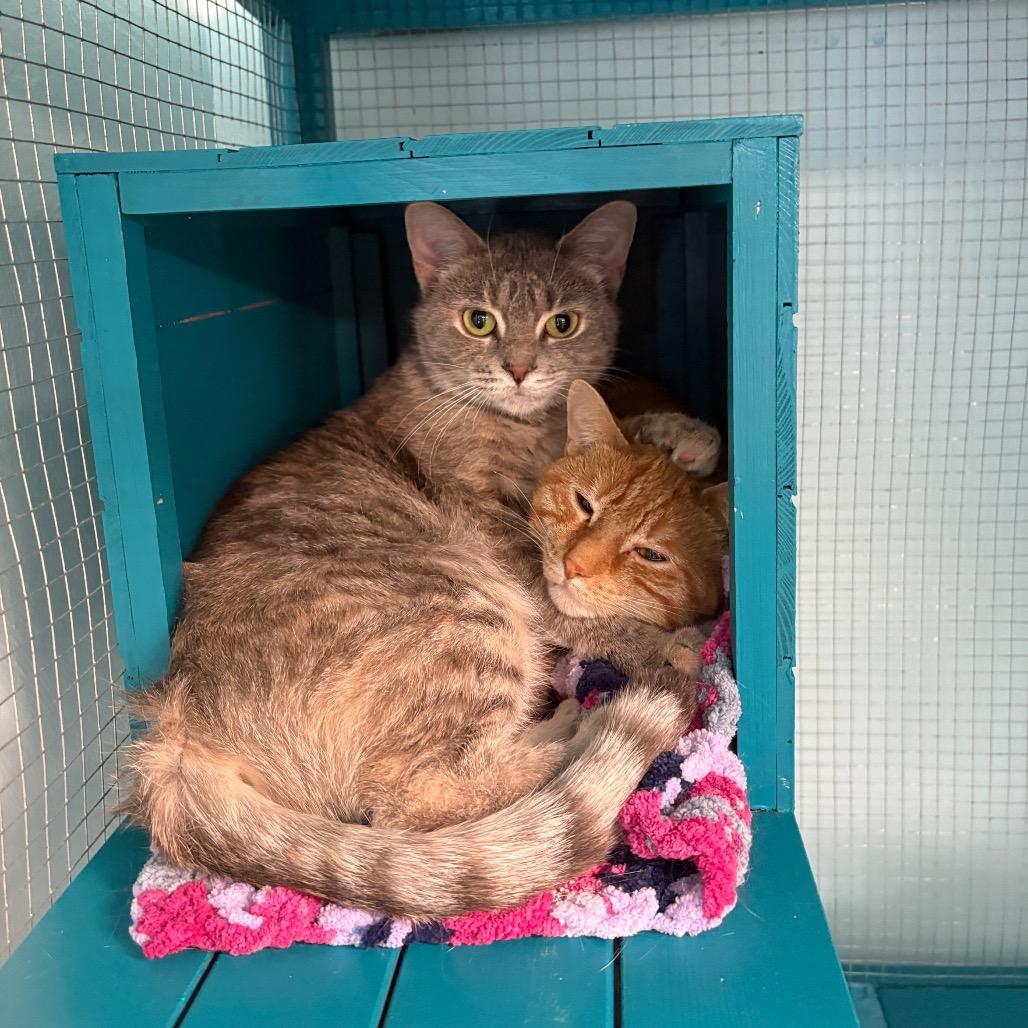 Enlarge Angora, a Adoptable Domestic Short Hair in PITTSBURGH, PA image 2/5