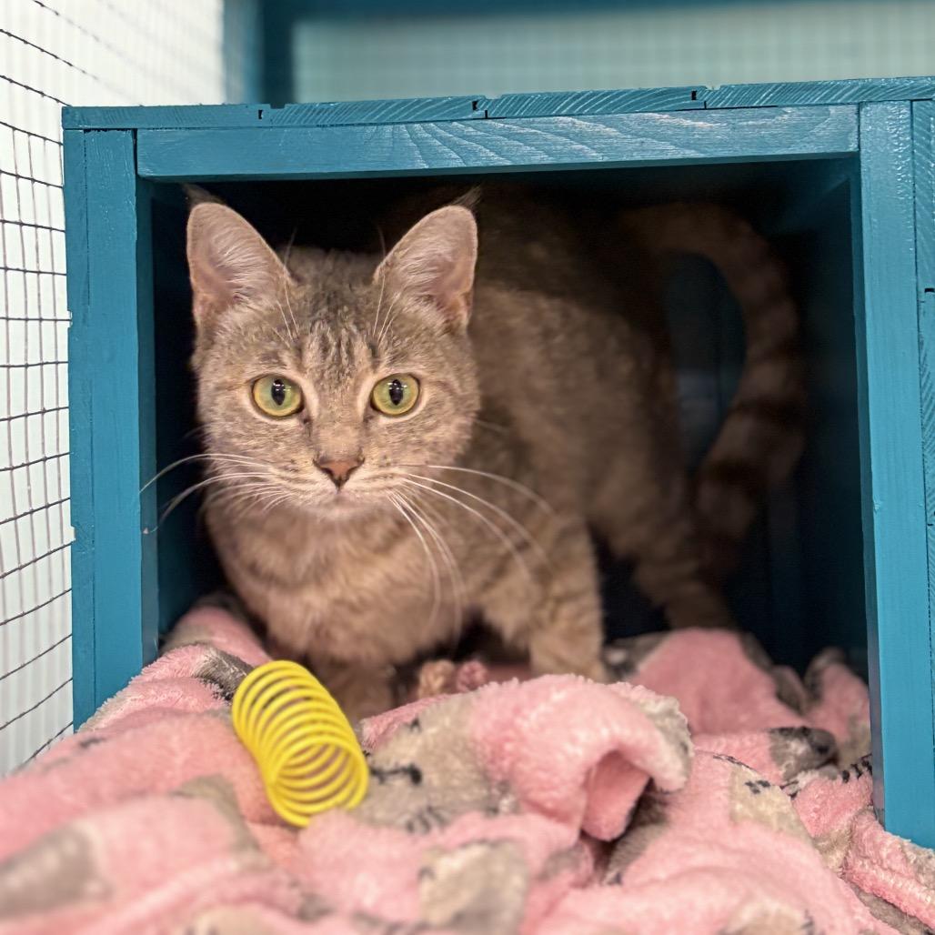 Enlarge Angora, a Adoptable Domestic Short Hair in PITTSBURGH, PA image 3/5