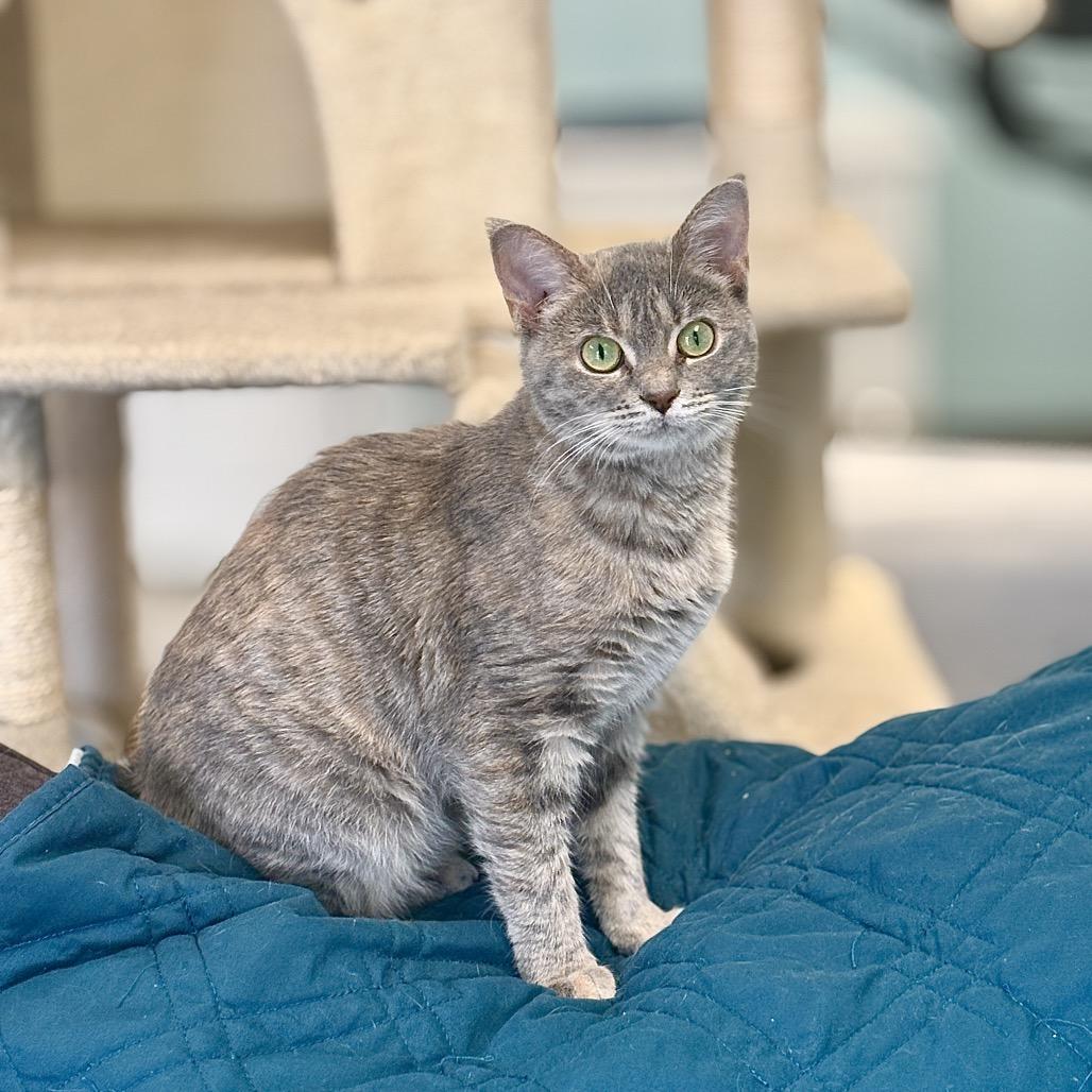 Enlarge Angora, a Adoptable Domestic Short Hair in PITTSBURGH, PA image 4/5