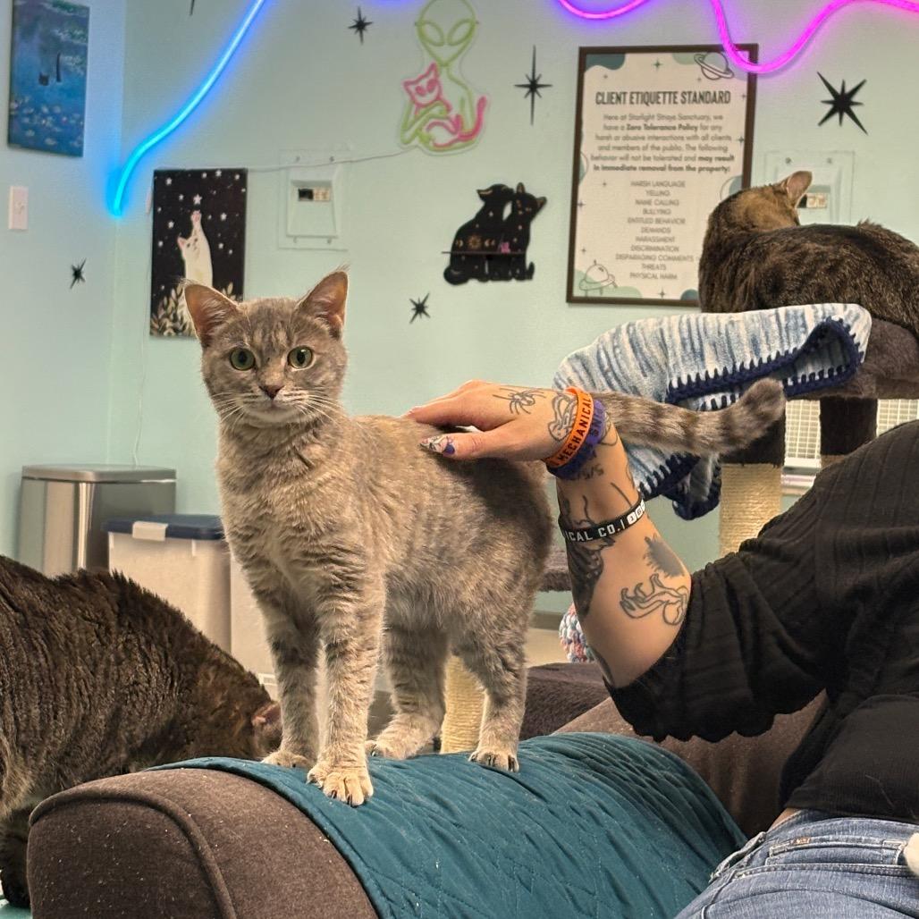 Enlarge Angora, a Adoptable Domestic Short Hair in PITTSBURGH, PA image 5/5