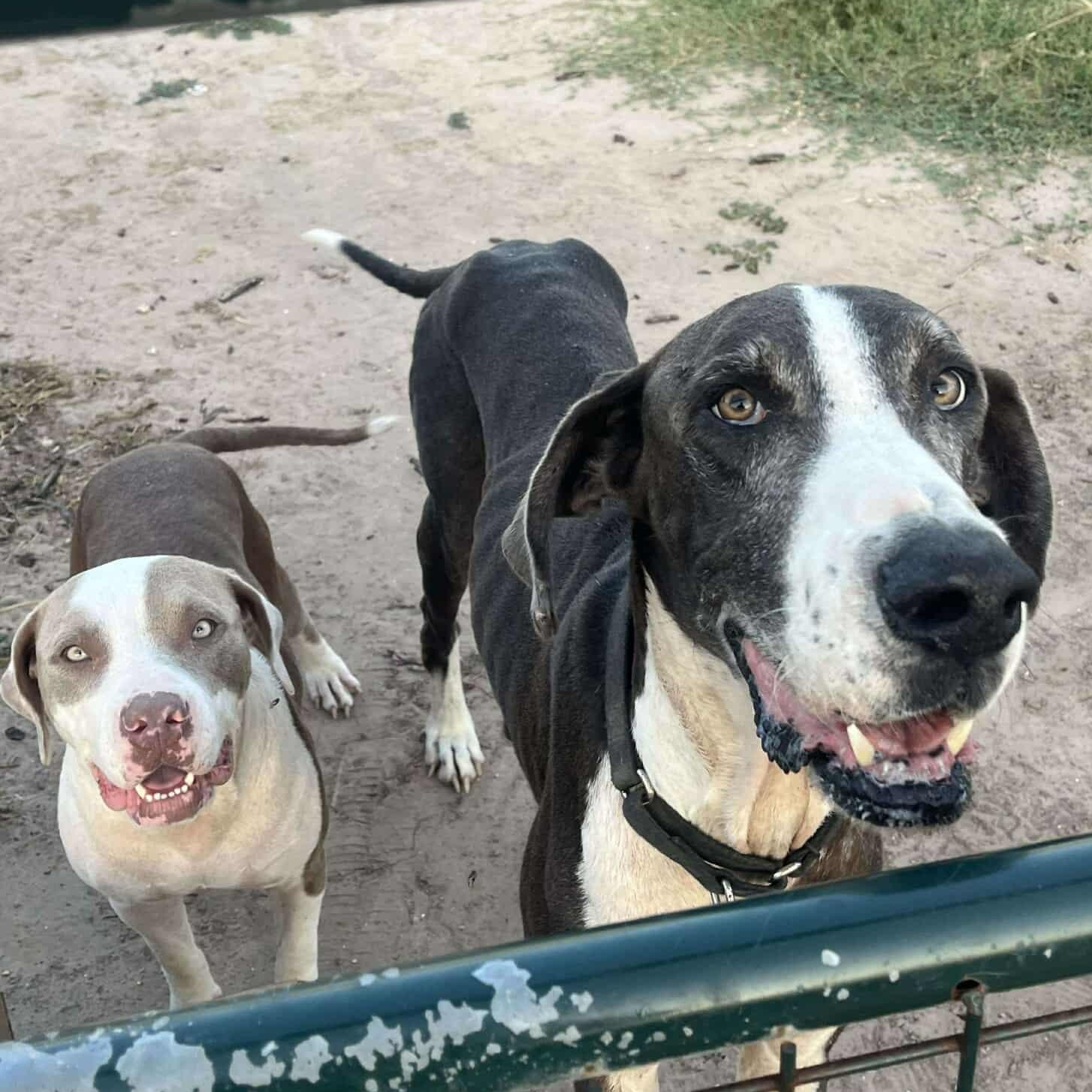 Felicity — thumbnail 6