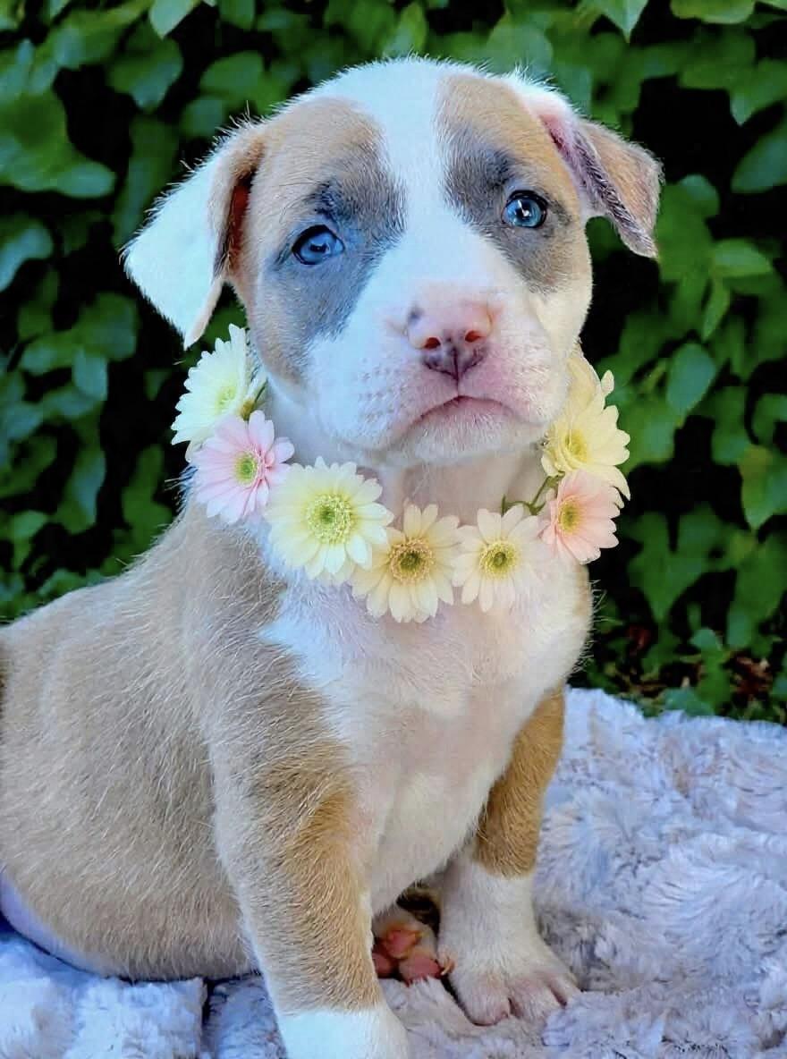 Cappuccino, ADOPTABLE, Puppy Female American Staffordshire Terrier & Staffordshire Bull Terrier.