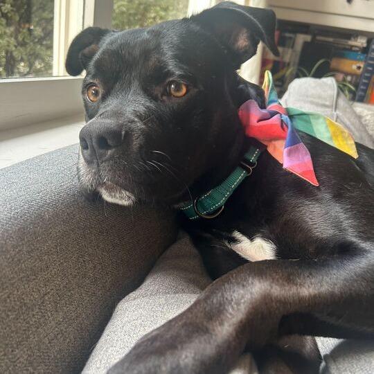 Penny, a Adoptable mixed breed in Turlock, CA image 2/6