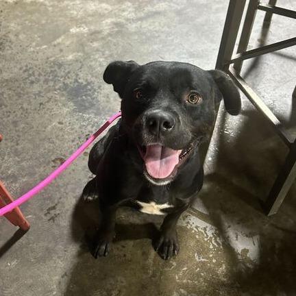 Penny, a Adoptable mixed breed in Turlock, CA image 5/6