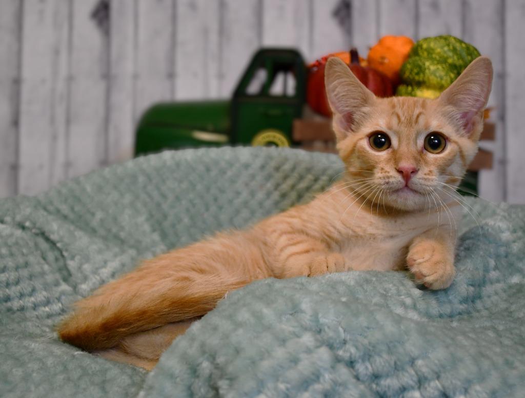 Justin, Adoptable, Kitten Male Domestic Short Hair.