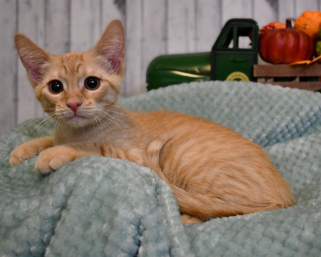 Justin, a Adoptable mixed breed in Roanoke, TX image 2/3