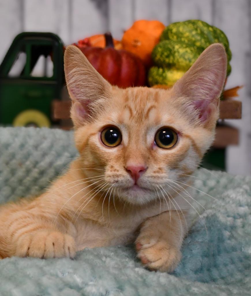 Justin, a Adoptable mixed breed in Roanoke, TX image 3/3