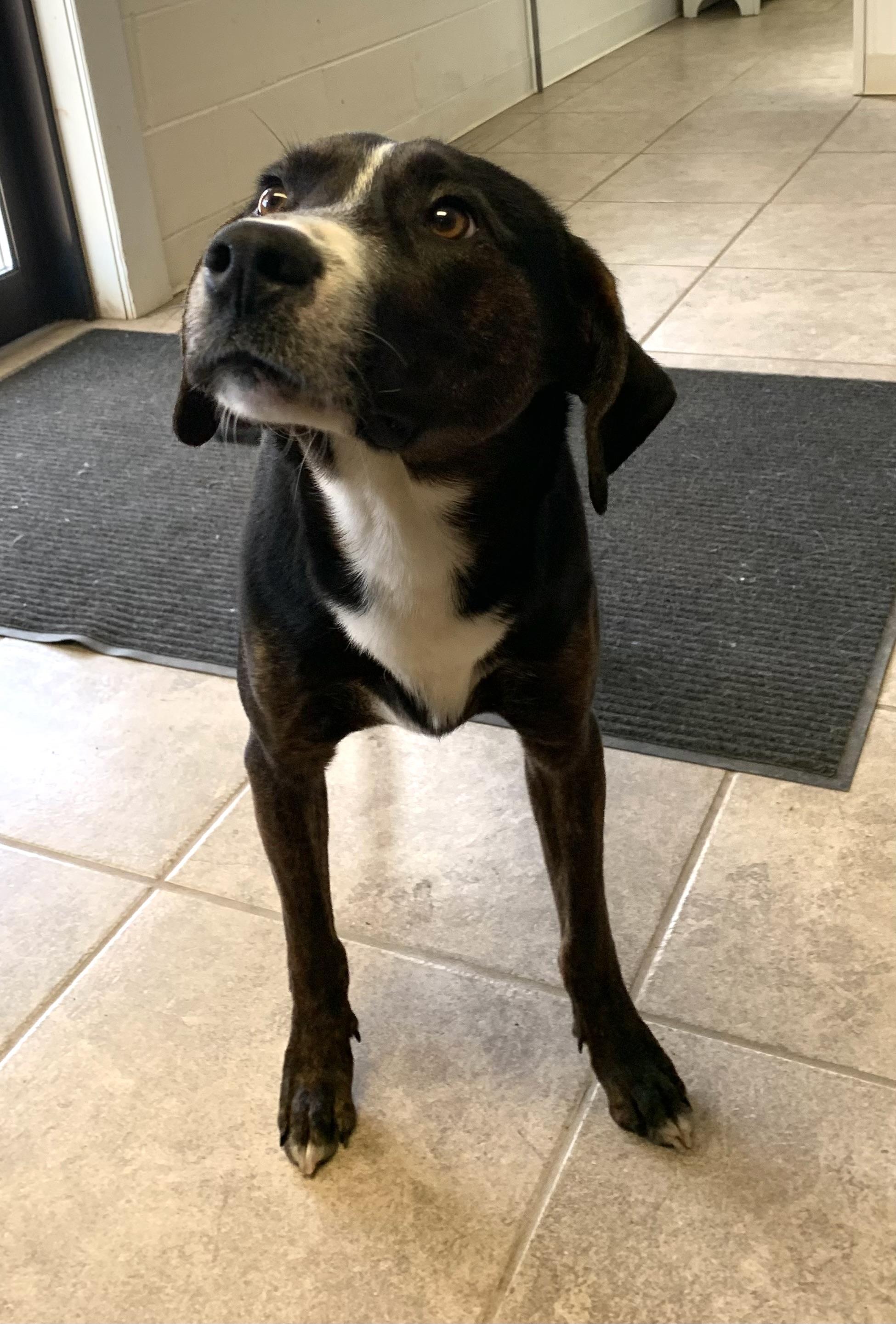 Enlarge Skye, a ADOPTABLE mixed breed in Massena, NY image 2/4