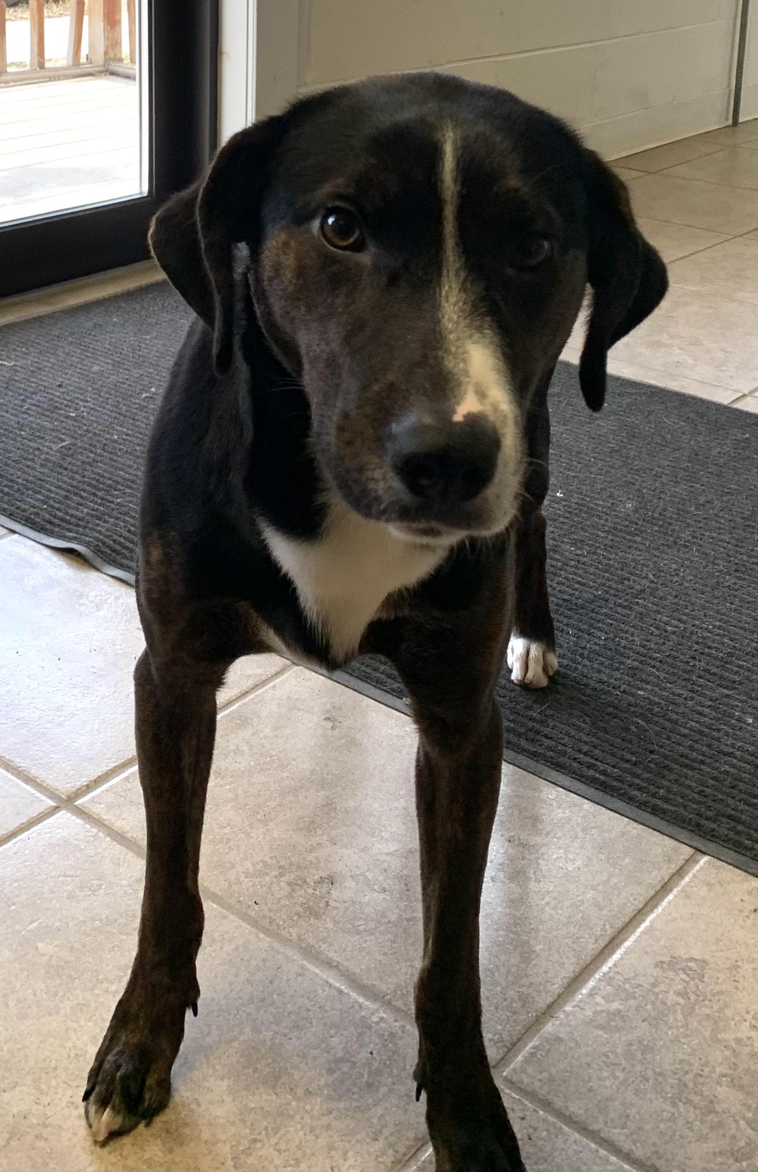 Enlarge Skye, a ADOPTABLE mixed breed in Massena, NY image 3/4