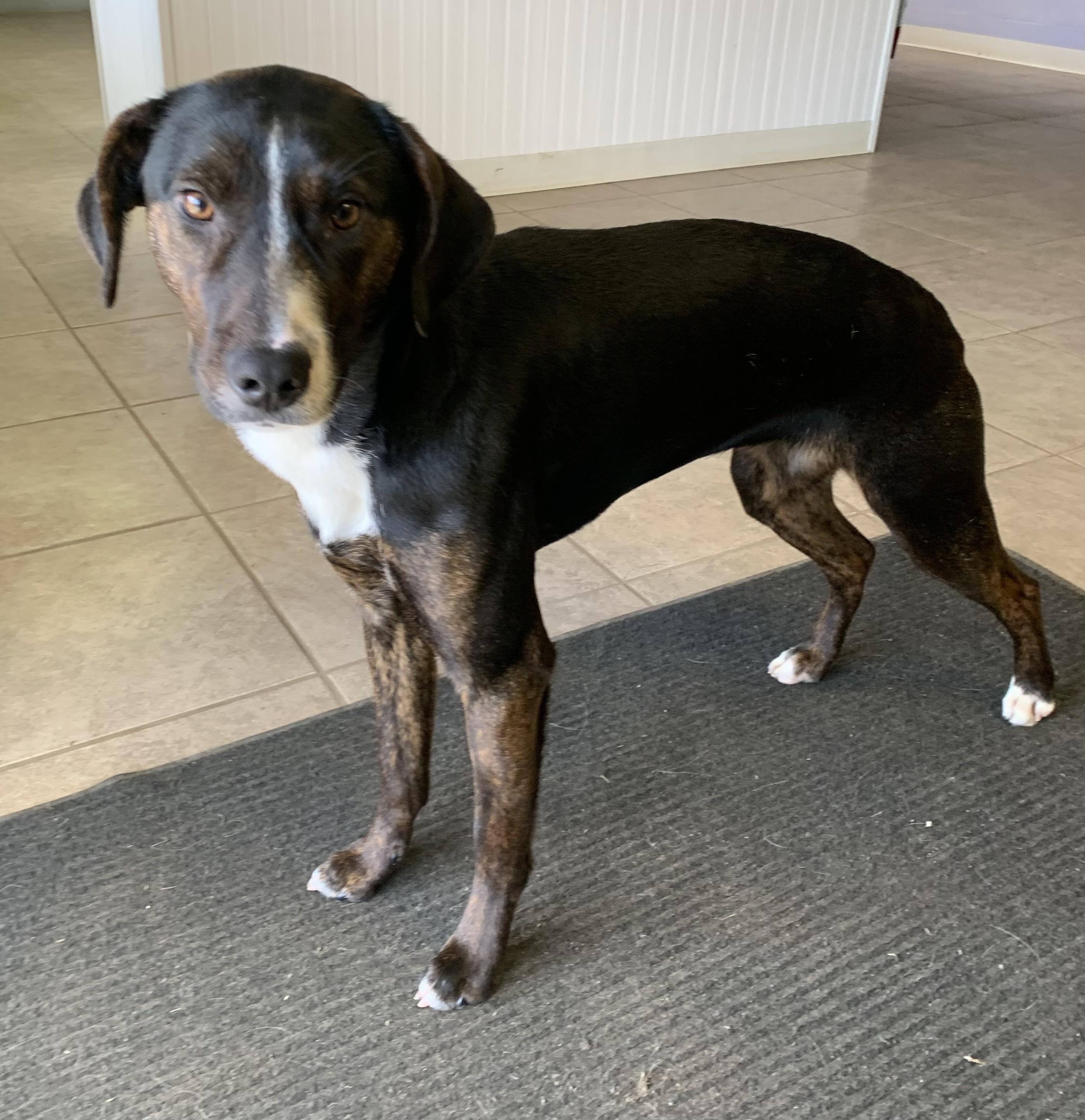 Enlarge Skye, a ADOPTABLE mixed breed in Massena, NY image 1/4