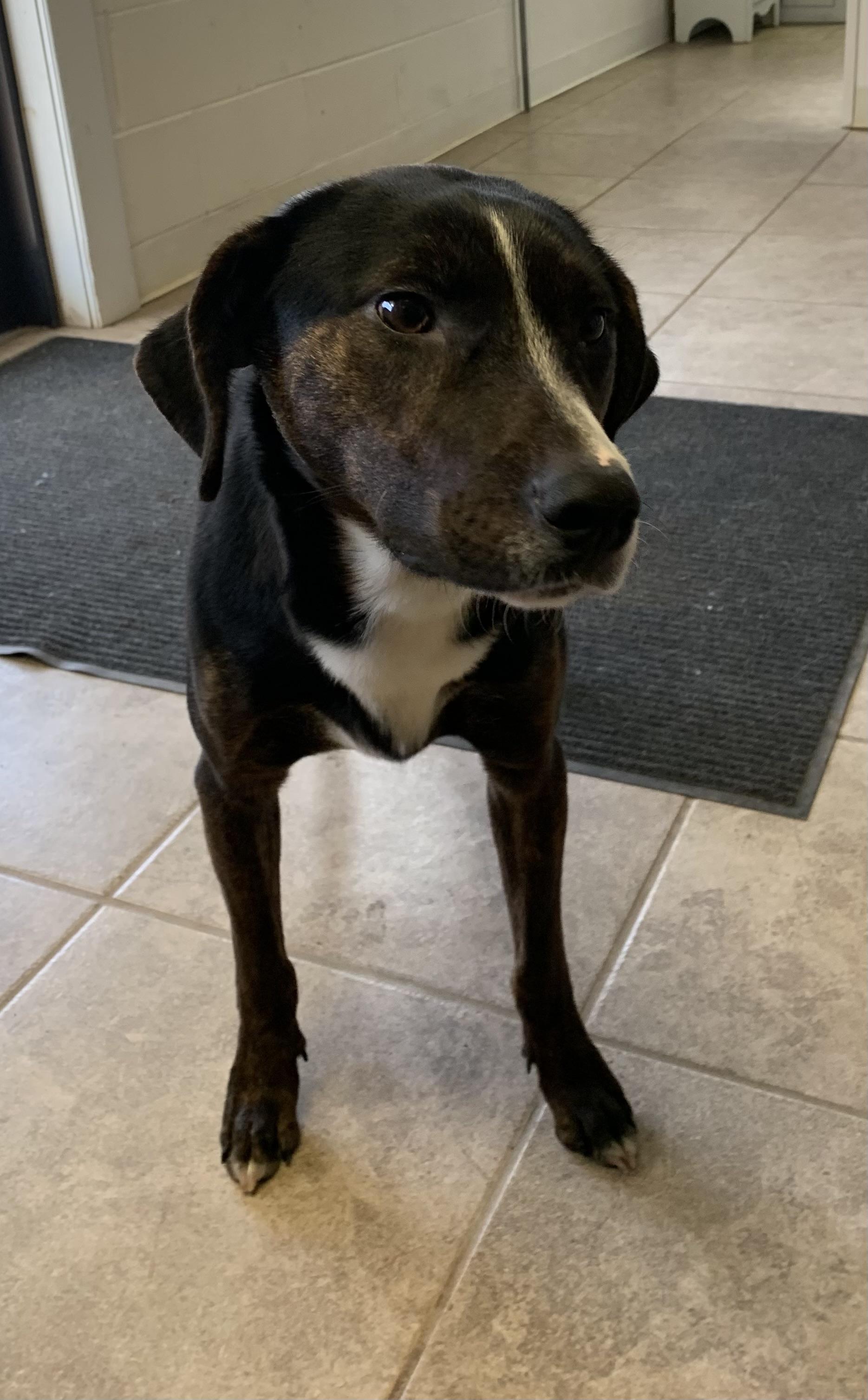 Enlarge Skye, a ADOPTABLE mixed breed in Massena, NY image 4/4