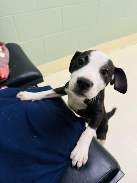 Floyd, Adoptable, Puppy Male Terrier.