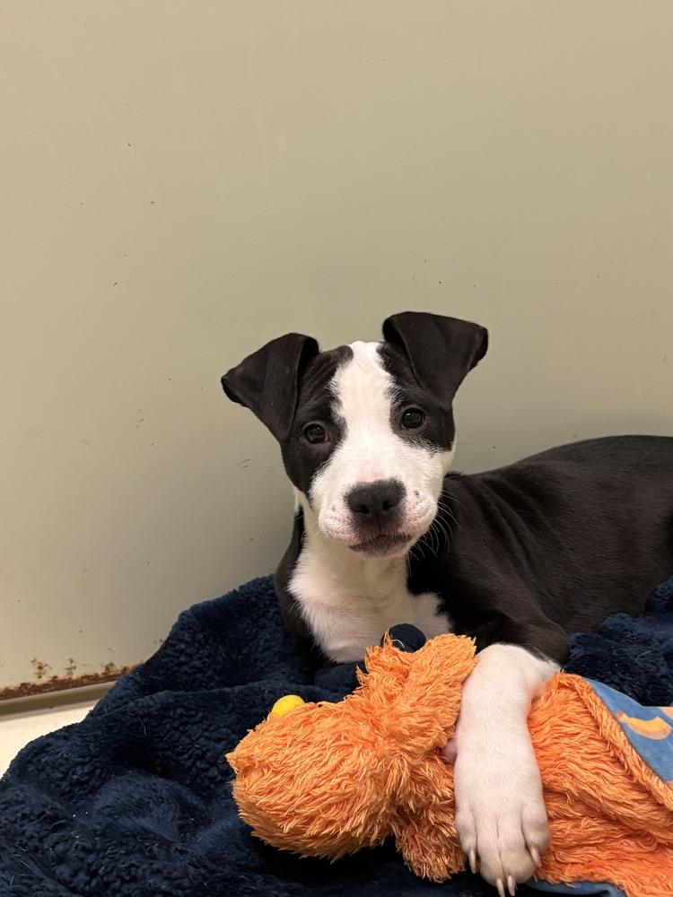 Enlarge Floyd, a Adoptable mixed breed in Kalamazoo, MI image 2/2