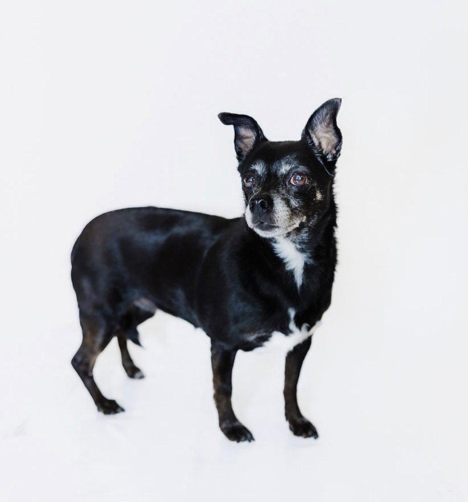 Enlarge Allie and Tara, a Adoptable Chihuahua in York, SC image 1/3