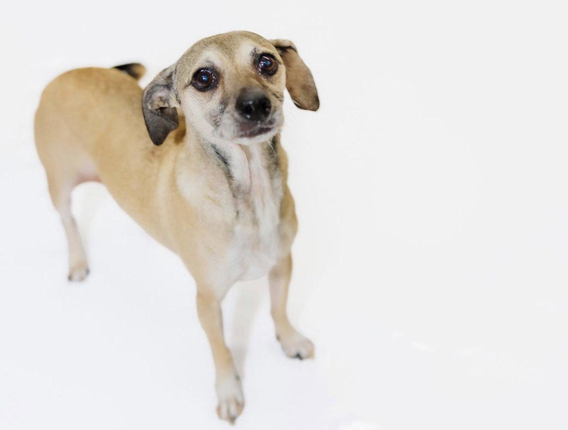 Enlarge Allie and Tara, a Adoptable Chihuahua in York, SC image 2/3