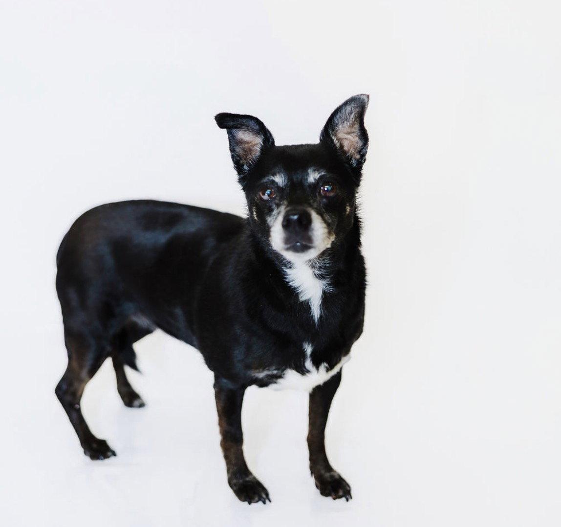 Enlarge Allie and Tara, a Adoptable Chihuahua in York, SC image 3/3