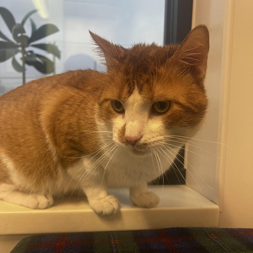 Enlarge Grinch, a Adoptable Domestic Short Hair in Fort Wayne, IN image 1/2