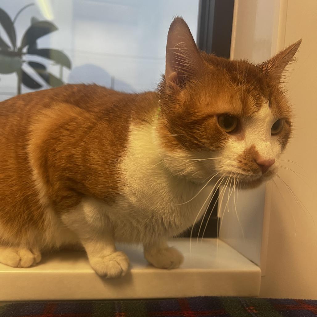 Enlarge Grinch, a Adoptable Domestic Short Hair in Fort Wayne, IN image 2/2