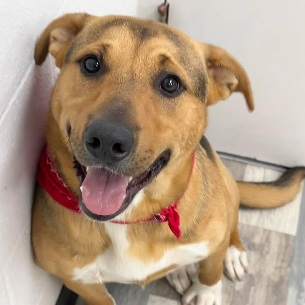 Enlarge Willy, a Adoptable Mixed Breed in Lufkin, TX image 1/3