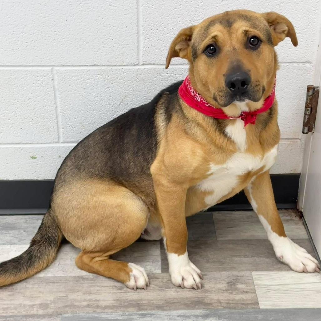 Enlarge Willy, a Adoptable Mixed Breed in Lufkin, TX image 2/3