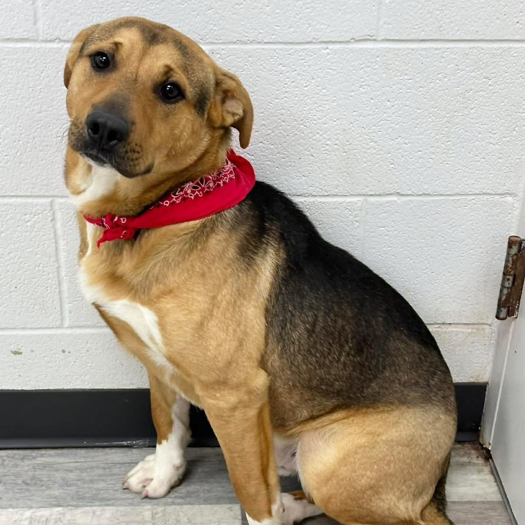 Enlarge Willy, a Adoptable Mixed Breed in Lufkin, TX image 3/3