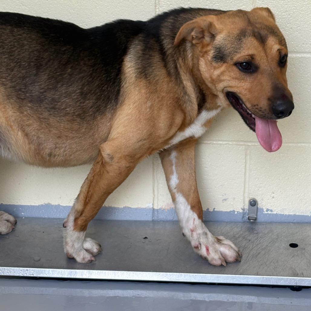 Enlarge Willy, a Adoptable Mixed Breed in Lufkin, TX image 1/1