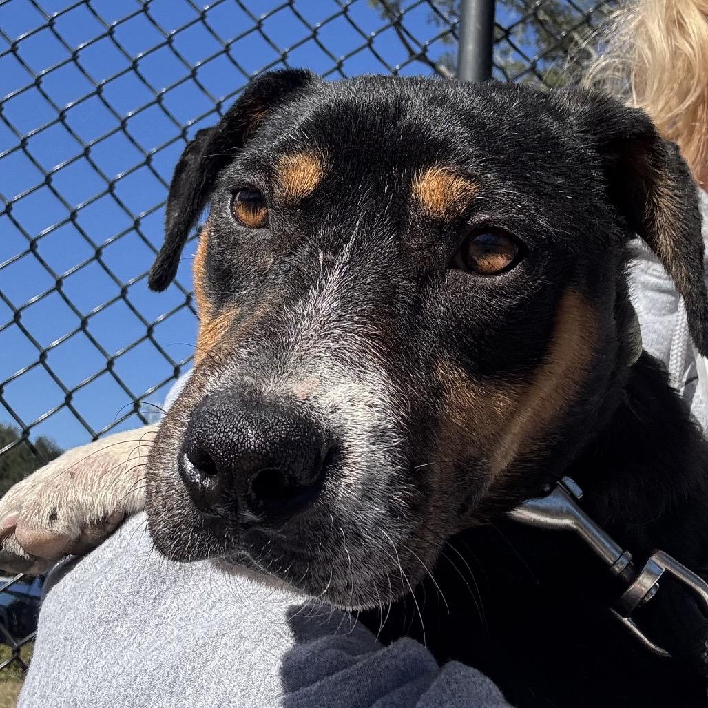 Alder, Adoptable, Young Female Mixed Breed.