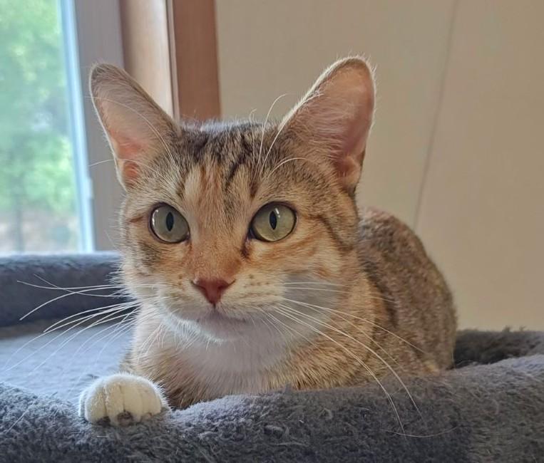 Enlarge Iris, a Adoptable Domestic Short Hair in Wahpeton, ND image 4/5