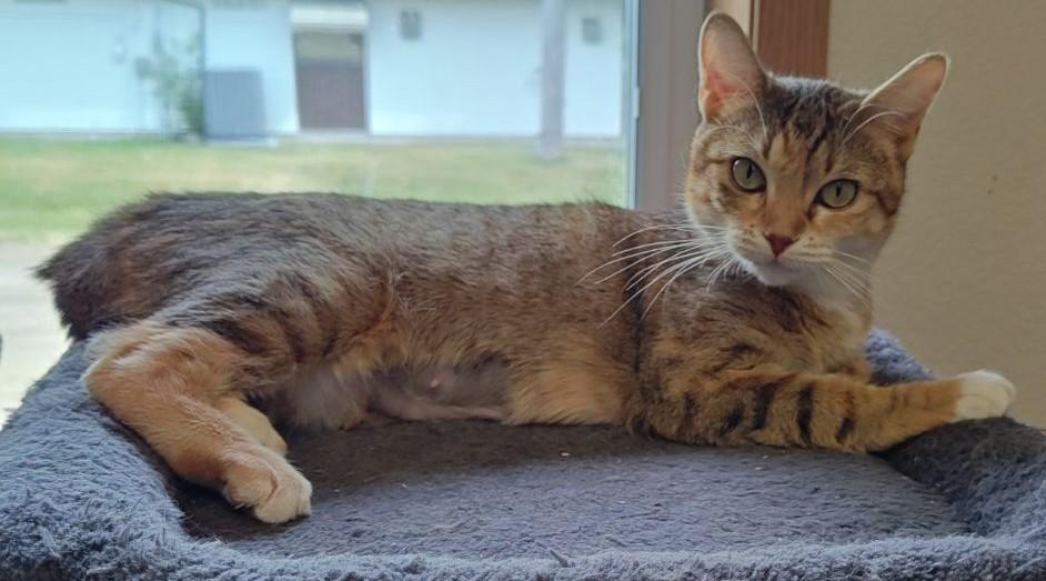 Iris, Adoptable, Young Female Domestic Short Hair.