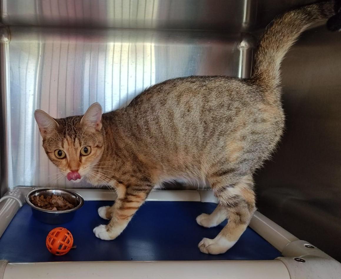 Iris, Adoptable, Young Female Domestic Short Hair.