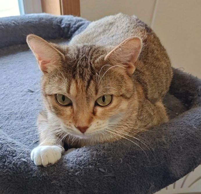 Enlarge Iris, a Adoptable Domestic Short Hair in Wahpeton, ND image 3/5