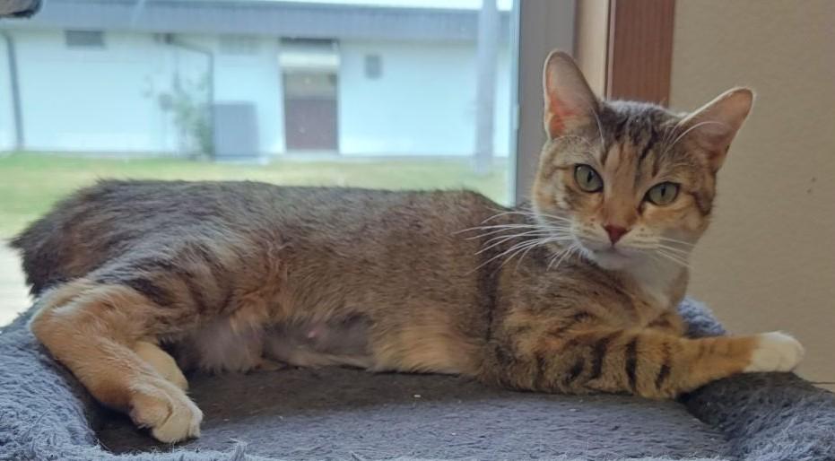 Enlarge Iris, a Adoptable Domestic Short Hair in Wahpeton, ND image 5/5