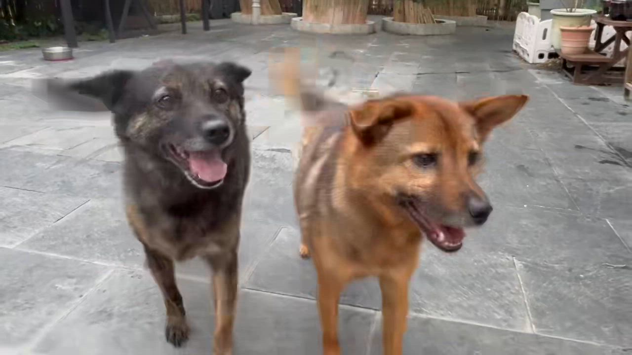 Enlarge Milo, a Adoptable Mixed Breed in Markham, ON video 2/2