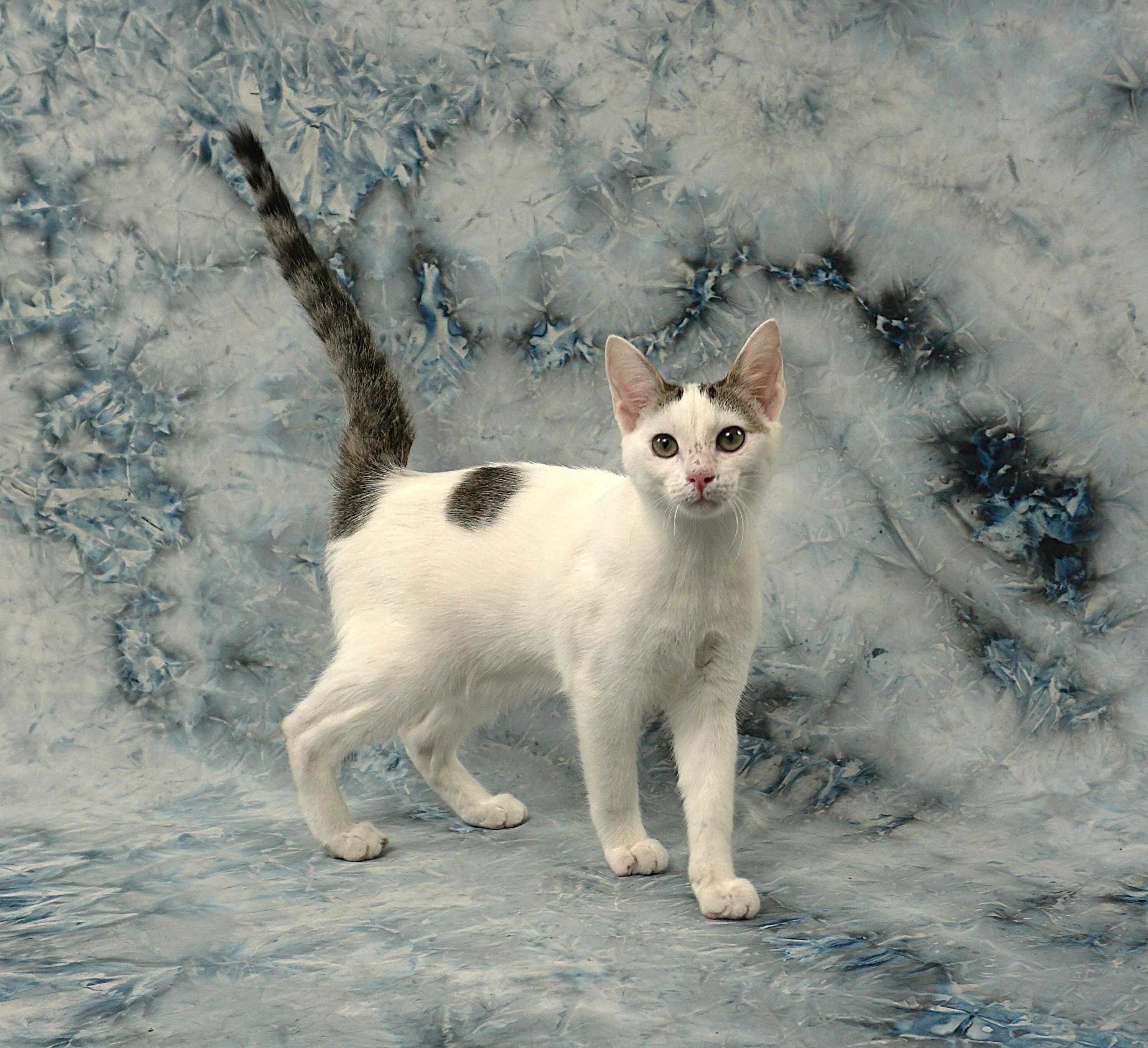 Enlarge DORA - LOOKING FOR A COUCH BUDDY FRIEND, a ADOPTABLE Domestic Short Hair in Plano, TX image 2/4