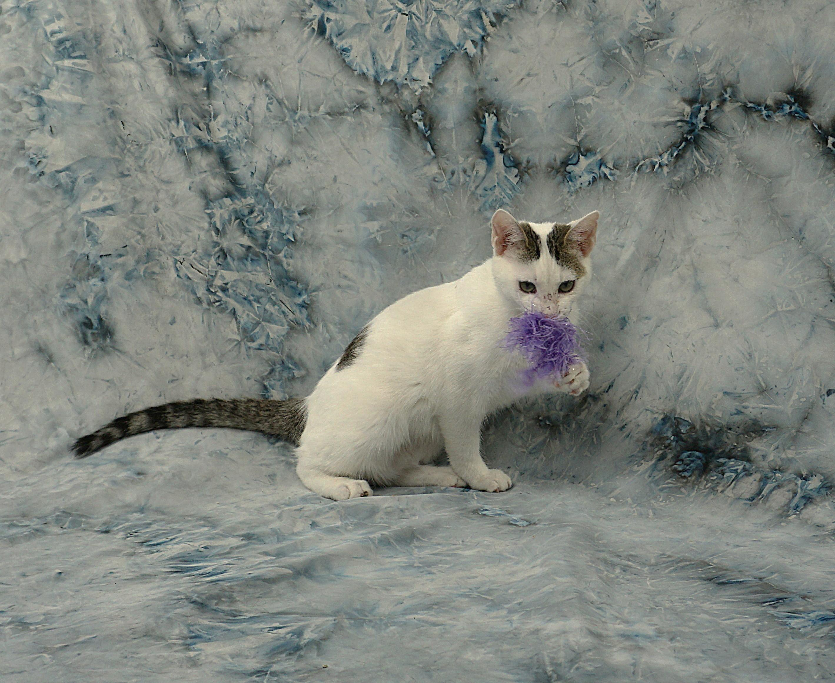 Enlarge DORA - LOOKING FOR A COUCH BUDDY FRIEND, a ADOPTABLE Domestic Short Hair in Plano, TX image 4/4