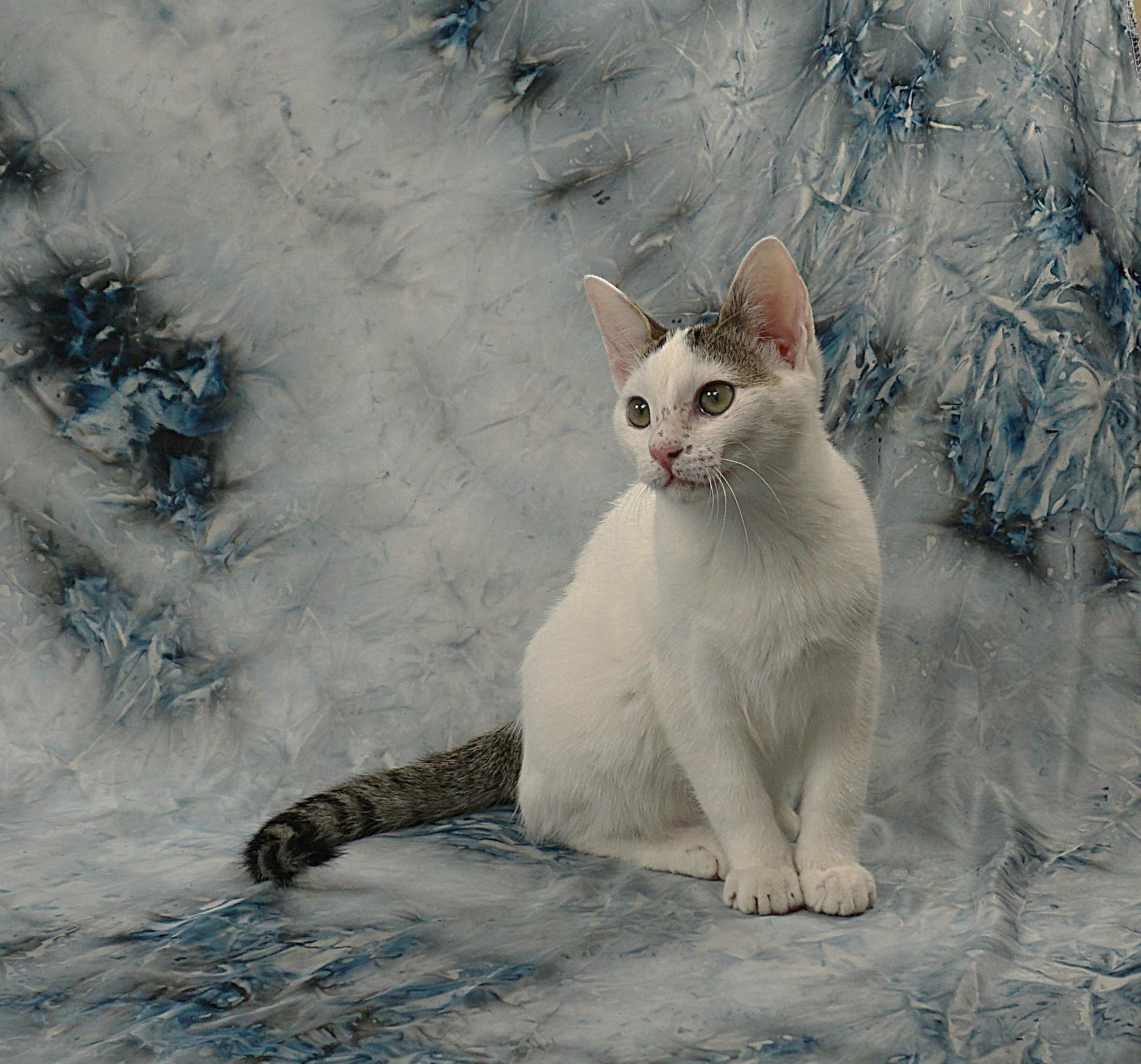 Enlarge DORA - LOOKING FOR A COUCH BUDDY FRIEND, a ADOPTABLE Domestic Short Hair in Plano, TX image 1/4