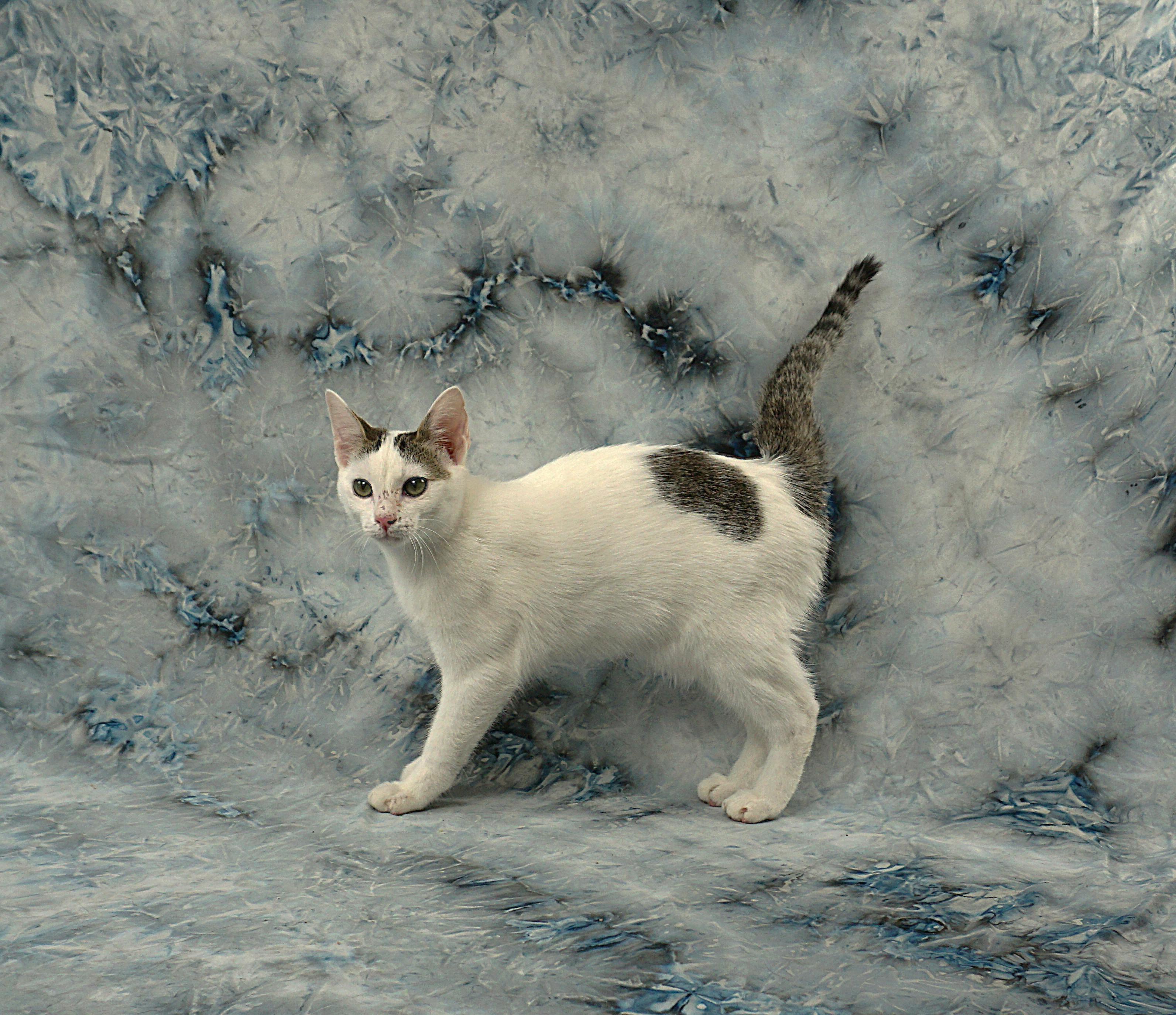 Enlarge DORA - LOOKING FOR A COUCH BUDDY FRIEND, a ADOPTABLE Domestic Short Hair in Plano, TX image 3/4