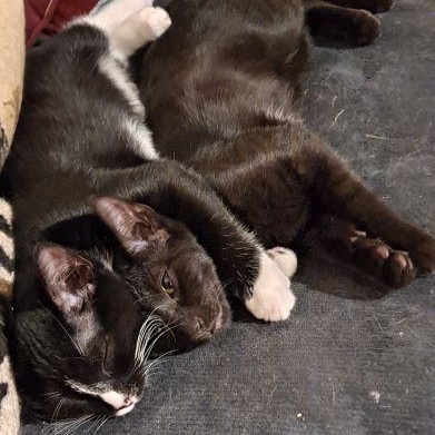 Enlarge Ollie and Rudy, a ADOPTABLE mixed breed in Bethlehem, PA image 2/6