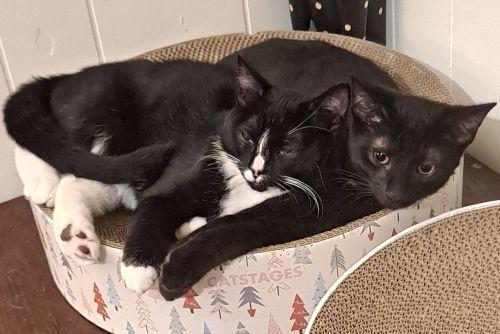 Enlarge Ollie and Rudy, a ADOPTABLE mixed breed in Bethlehem, PA image 5/6